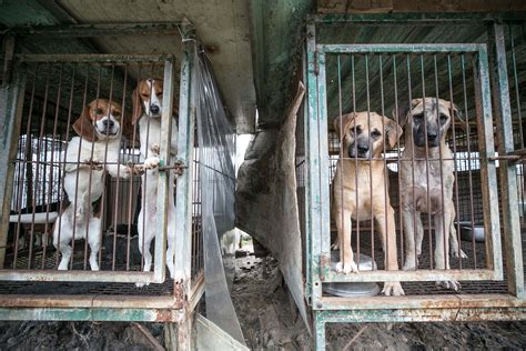 Horror Discovery Of Over 70 Dogs At Meat Farm Shows People Havent