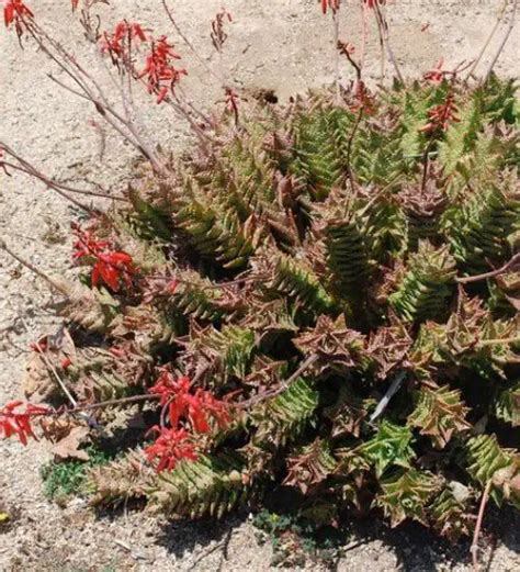 Aloe Juvenna - Succulent Guide