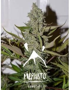 Mephisto Genetics Seeds Rabatt Auf Dein Saatgut