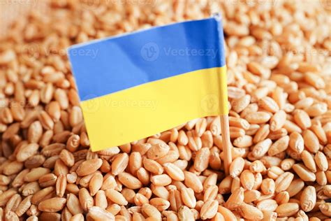 Ukraine on grain wheat, trade export and economy concept. 20463669 Stock Photo at Vecteezy