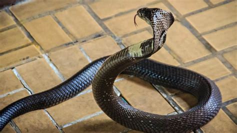 cobras  south florida animals   globe