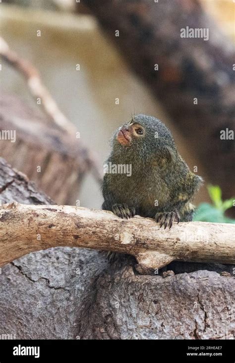 Pygmy Marmoset The Western Pygmy Marmoset Cebuella Pygmaea Smallest
