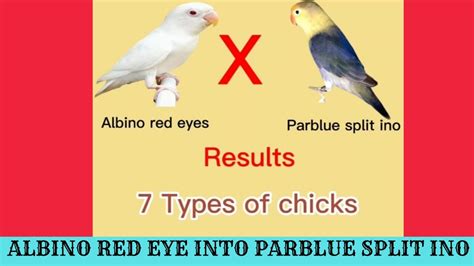 Parblue Split Ino Into Albino Red Eye L Parblue Split Ino X Albino Red