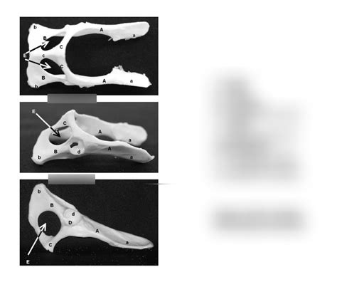 Pelvis Diagram Quizlet