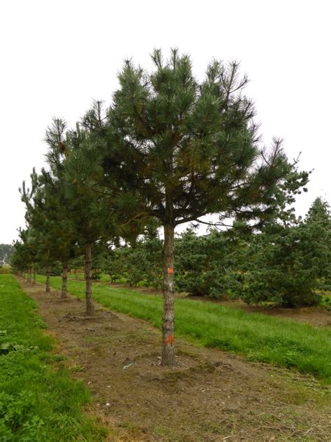 Pinus Nigra Subsp Nigra Austrian Pine Black Pine Van Den Berk