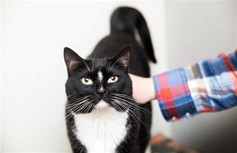 diva cat  cattitude adoption  friends animal society