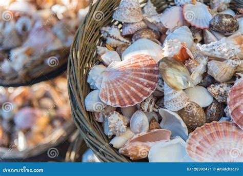 Conchas Do Mar Bonitas Indicadas Nas Cestas Imagem De Stock Imagem De