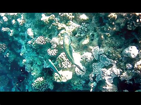 Milf Traviesa Mariaold Mostrando Enormes Tetas Y Co O Naturales Xvideos