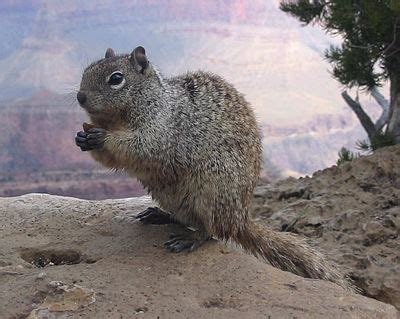 Hylopetes - Wikipedia