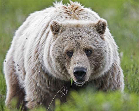 Grizzly Bear Raids Apple Tree In Downtown Cody Wyoming Public Media