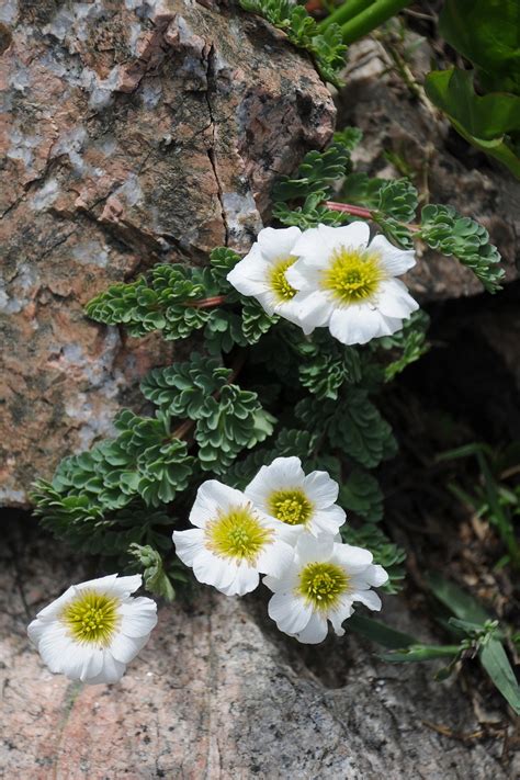 Callianthemum alatavicum - Изображение особи - Плантариум