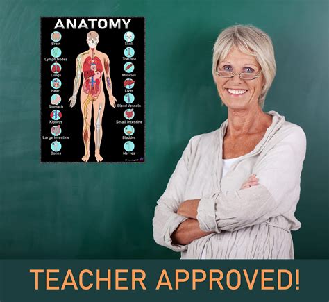 Human Anatomy And Body Systems Posters Laminated 14x195 Science