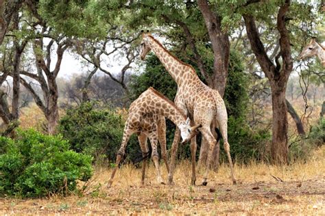 Giraffe Males Fighting in Kruger National Park Stock Photo - Image of national, nature: 244274042