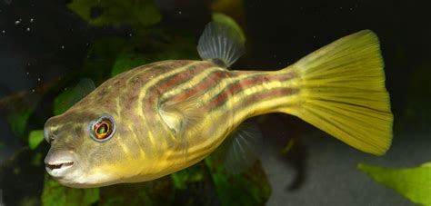 Pufferfish Beak Originates From Stem Cell Tweak Natural History Museum