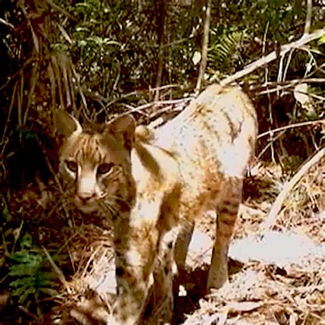 Florida Bobcat And Python Fight At Nest In First Time Documented Video
