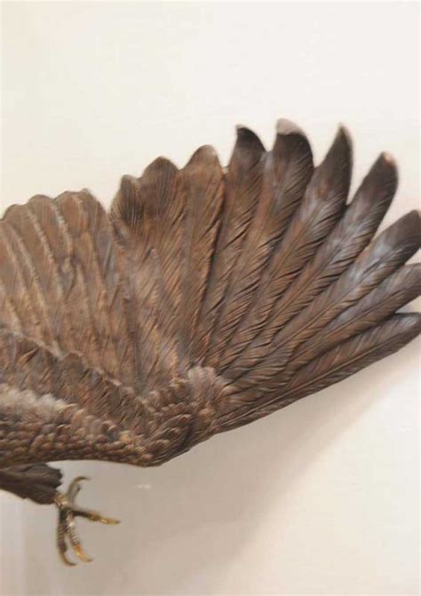 Xl Bronze Golden Eagle American Bird Eagles