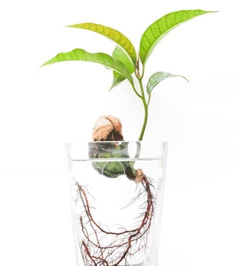 Histamine Intolerance Test Options