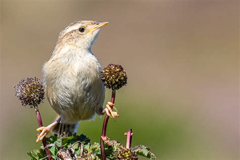 Endemic Birds Falklands Nature