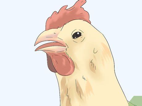 Ways To Determine The Sex Of A Chicken Wikihow