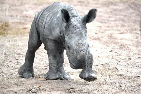 Дитинча носорога із зоопарку Тампи – Родина