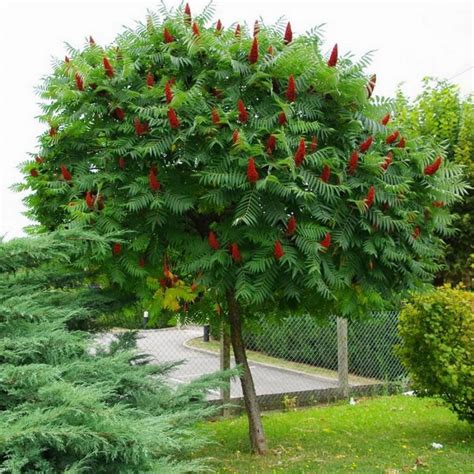 Сумах Оленерогий Дерево Фото – Telegraph