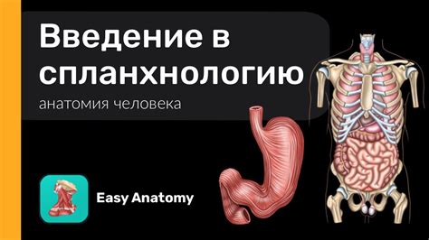 Введение в спланхнологию - YouTube