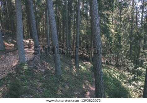 Naked Pine Tree Forest Before Winter Stock Photo 1393823072 Shutterstock