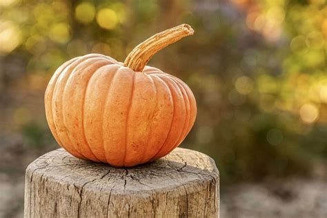 All Types of Pumpkins – The Ultimate Guide to 40 Varieties - Evergreen ...