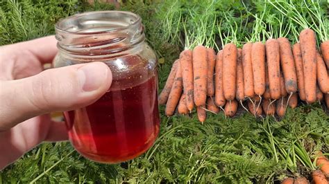 Соковита та солодка: секрети вирощування великої моркви