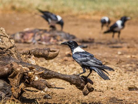 Pied Crow Bird Facts Corvus Albus Birdfact