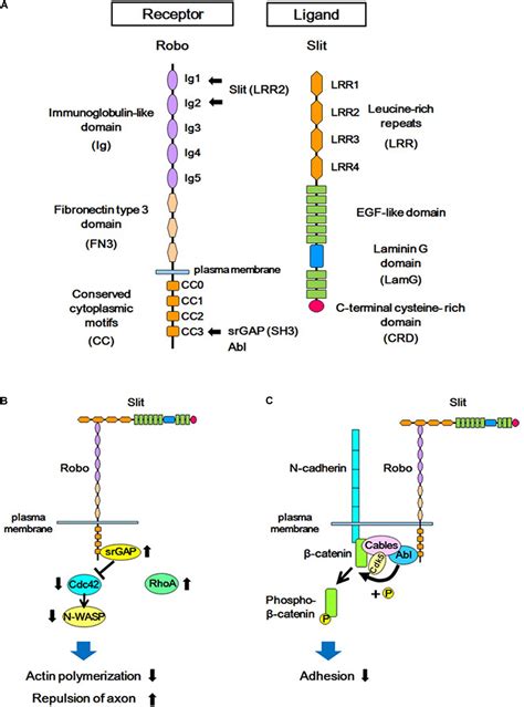 Frontiers Beyond Axon Guidance Roles Of Slit Robo Signaling In