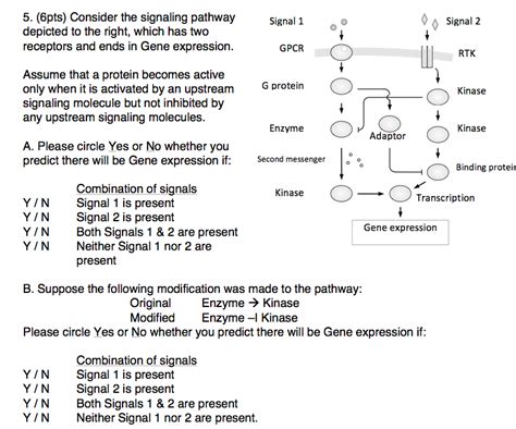 Solved Consider the signaling pathway depicted to the right, | Chegg.com