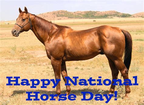Happy National Horse Day By Uranimated18 On Deviantart