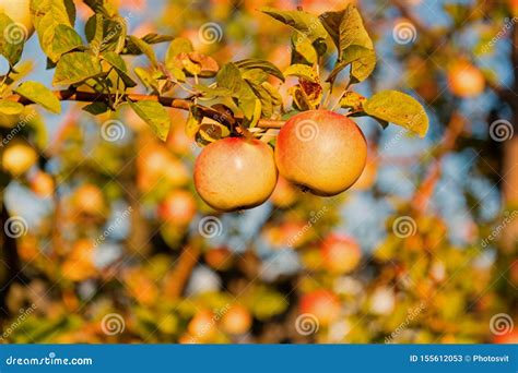 Organic Apple Crops Farm Or Garden Autumn Apples Harvesting Season