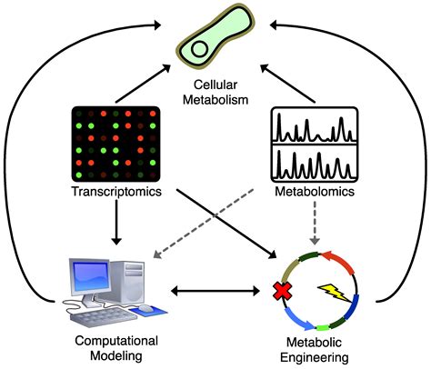 Metabolites Free Full Text Systematic Applications Of Metabolomics