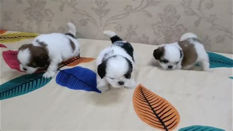 Shitzu Dog Puppy Sale Location Delhi 9971655516all Over India Delivery