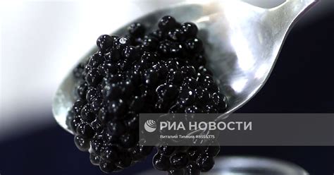 Производство аналога черной икры в Кубанском технологическом ...