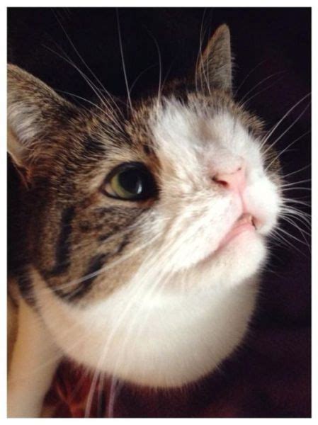 A Strangely Deformed Cat That Is Still Pretty Adorable 26 Pics