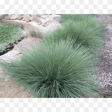 Lomandra Png Pngwing