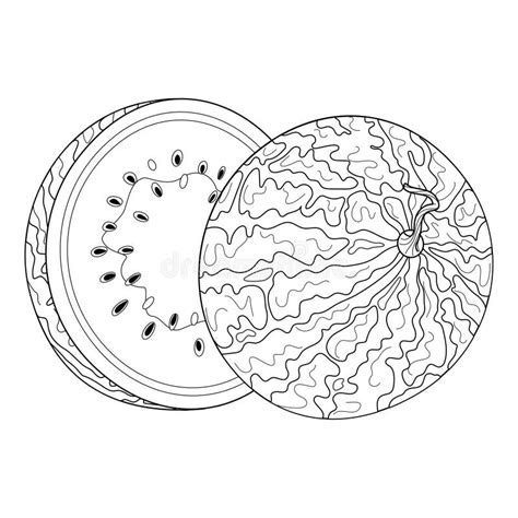 Ripe Cut Watermelon Two Watermelon Halves Hand Drawn Doodle Style