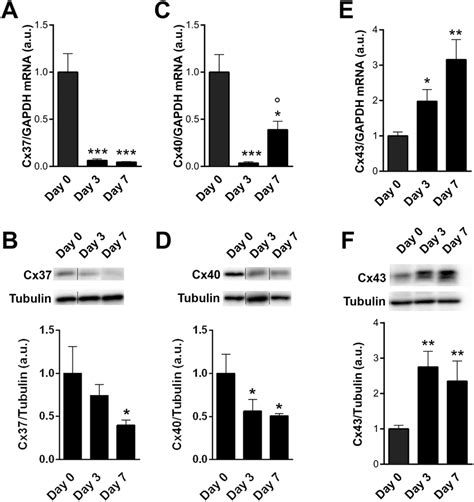 Expression Of Endothelial Cx37 And 40 Are Decreased While Muscular