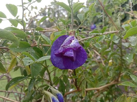 Image Flower Of Asian Pigeonwings Clitoria Ternatea In West Bengal