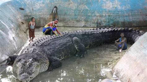 Biggest Crocodiles In The World Youtube