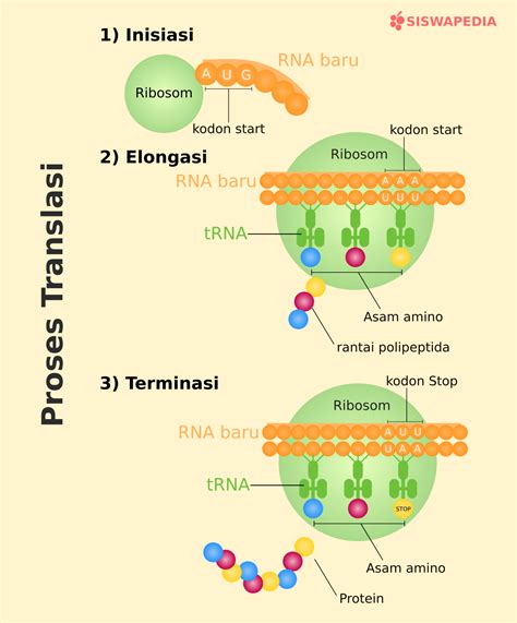 Sintesis Protein Tahapan Proses Urutan Tempat Terjadinya