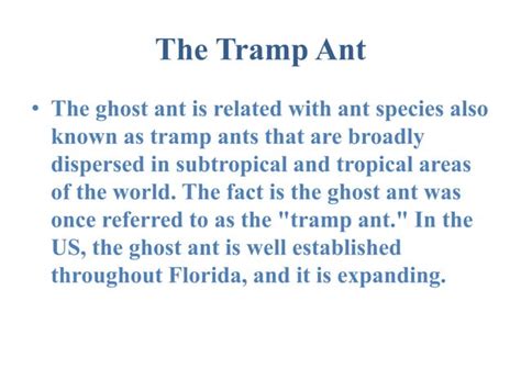 Ghost Ant Control In Miami Dade South Florida Ppt