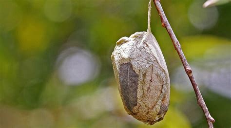 Polyphemus Moth Cocoons South Carolina Public Radio