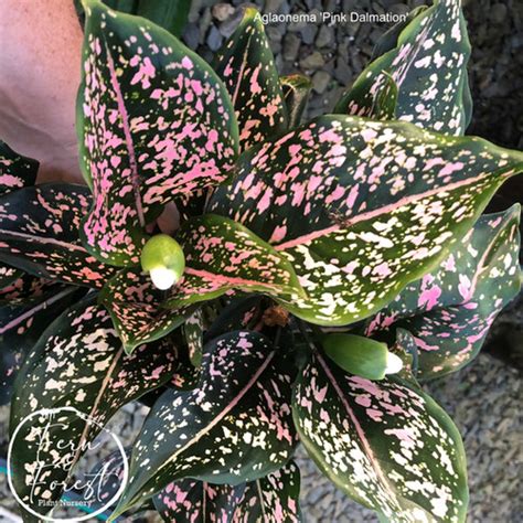 Aglaonema Pink Dalmation Tip Cutting Fernandforest