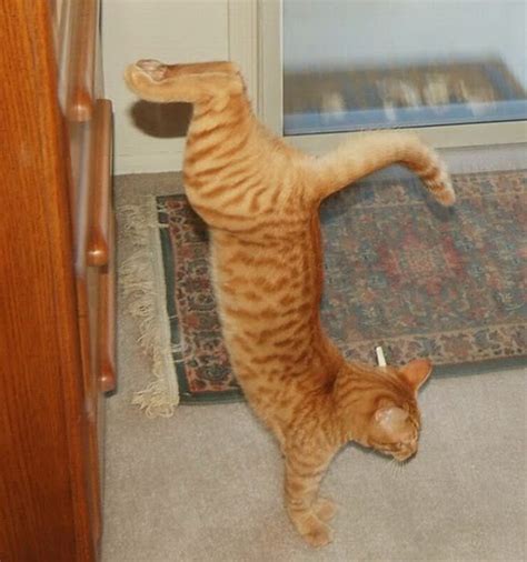 Baratolouko Imagens Wtf 3 Gatos
