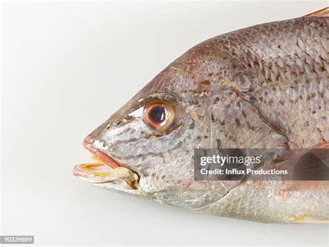 549 Fresh Red Snapper Stock Photos High Res Pictures And Images
