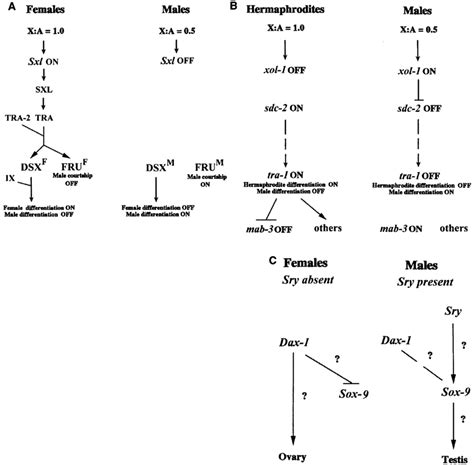Main Features Of The Sex Determination Systems In Model Species